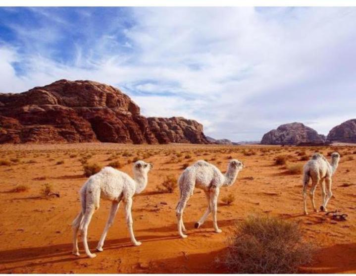 Star Magic Camp Hotell Wadi Rum Eksteriør bilde